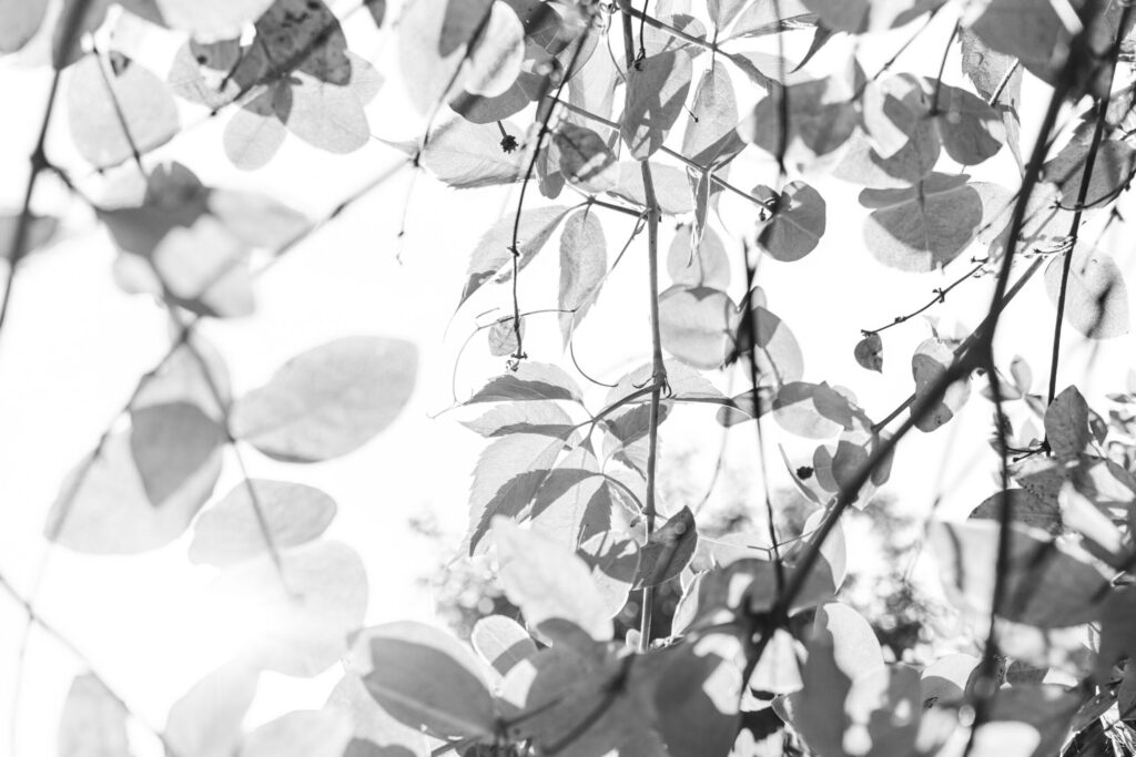 Im Schatten