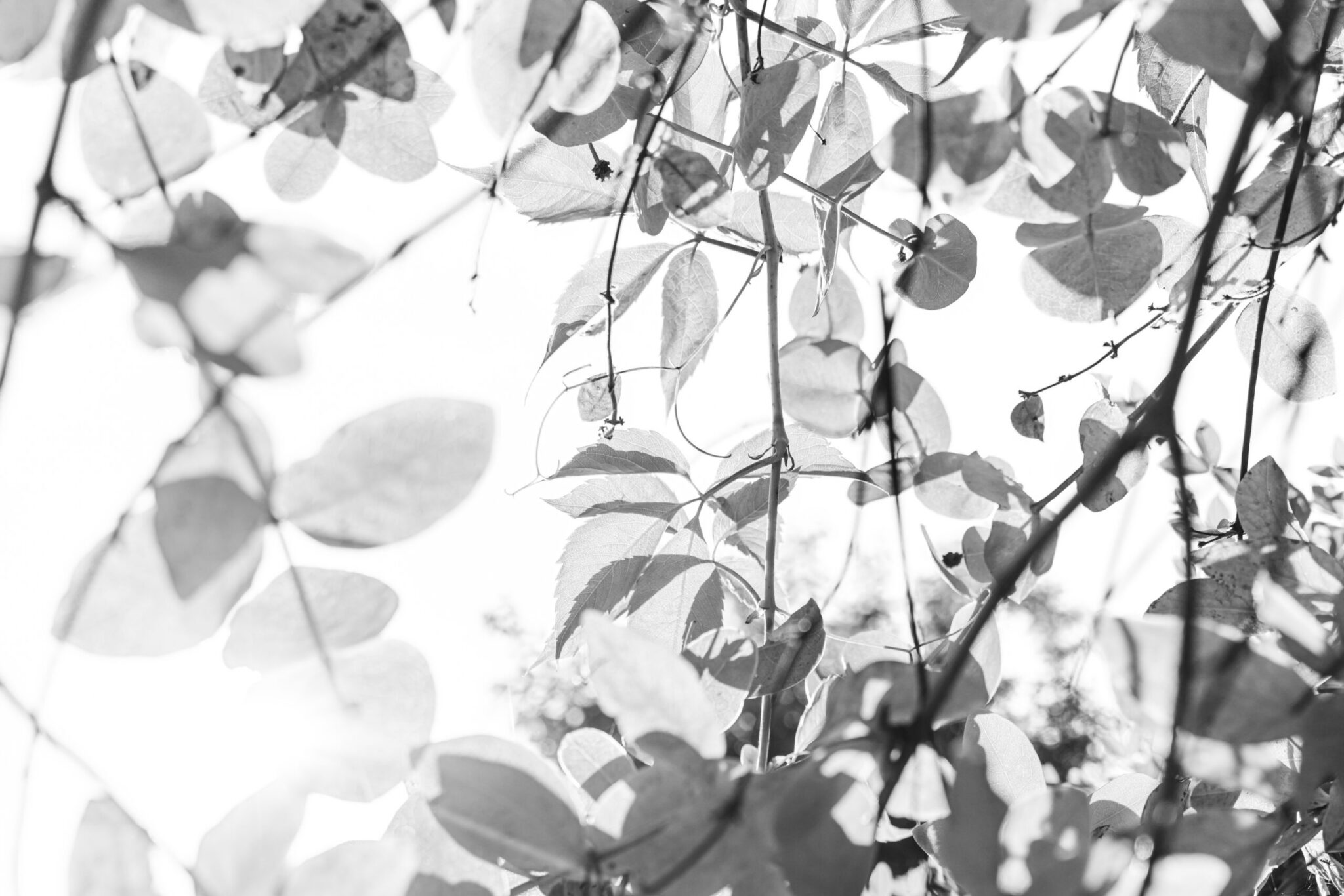 Im Schatten