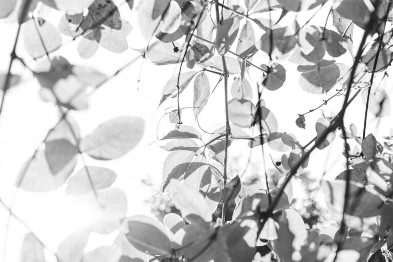 Im Schatten